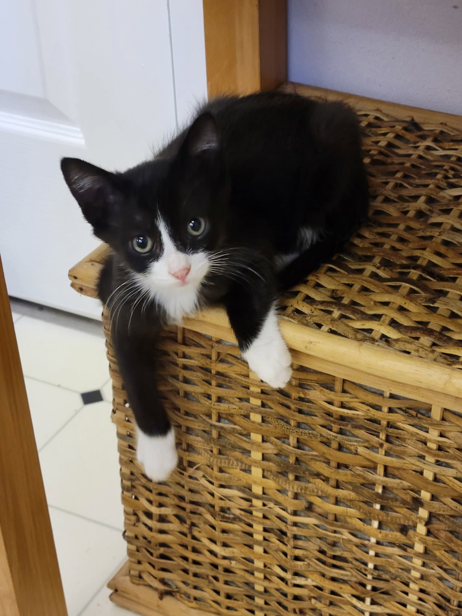 Jackson Tux Boy - Tuxedo