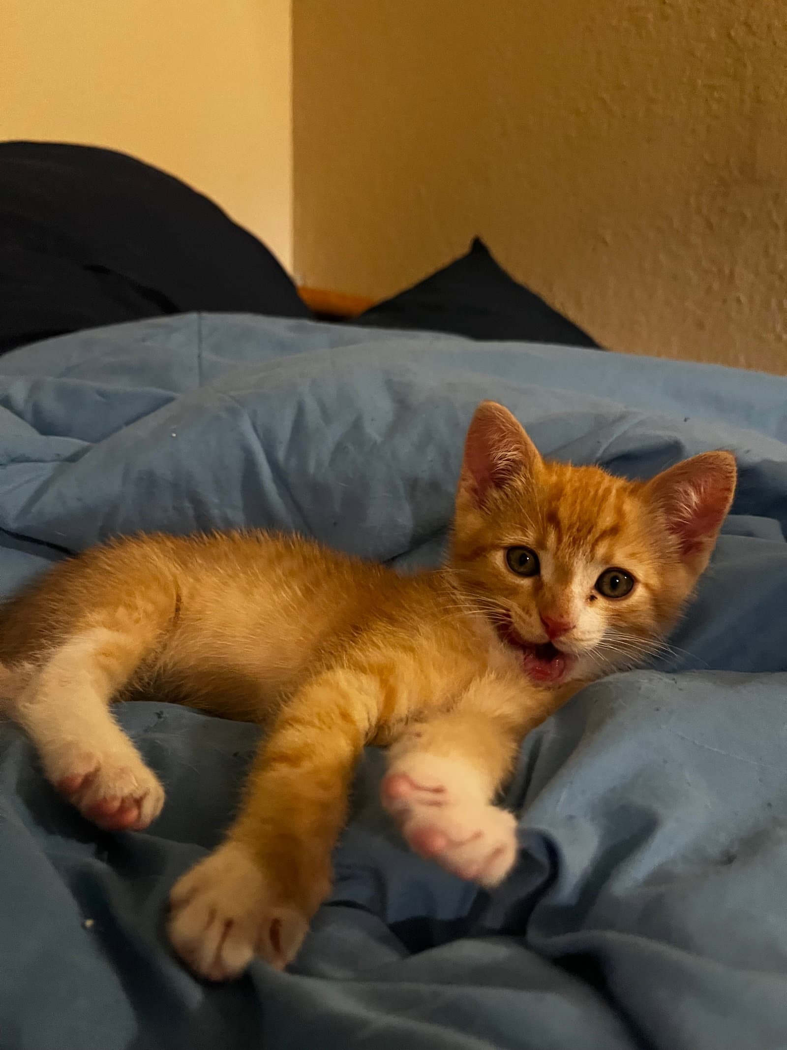 Sumo - Tabby