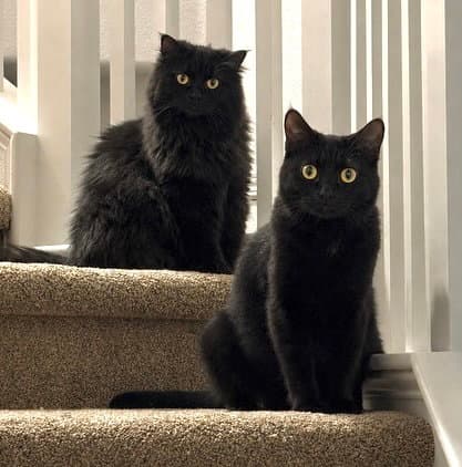 Violet And Gus Bonded - Persian