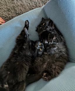 Violet And Gus Bonded image 2
