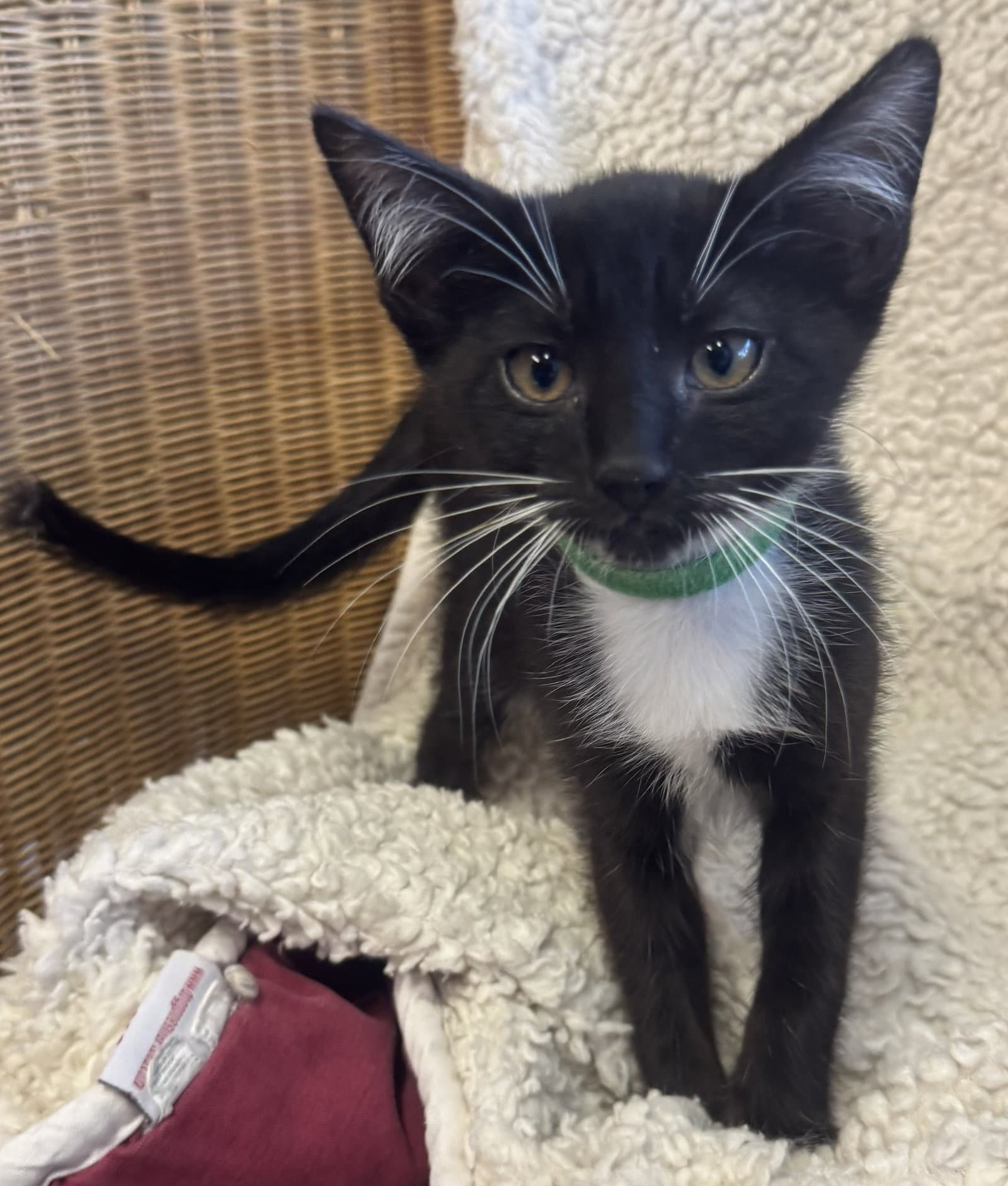 Snowball - Tuxedo