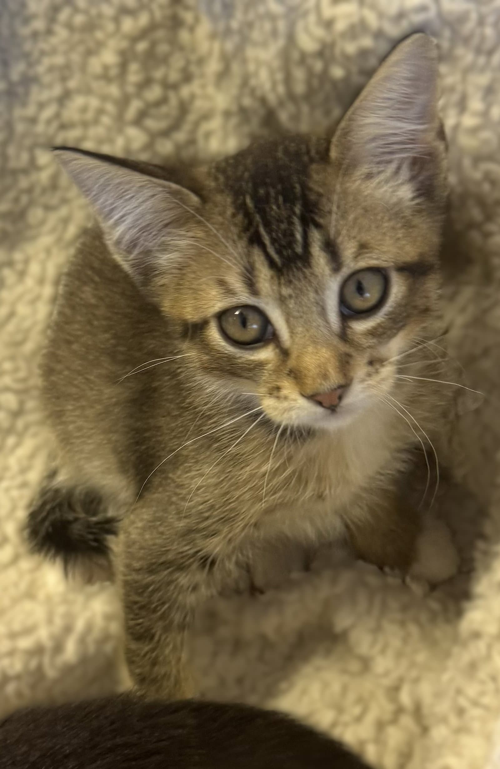 Koala - Abyssinian