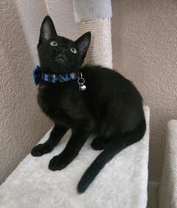 Bagheera image 1