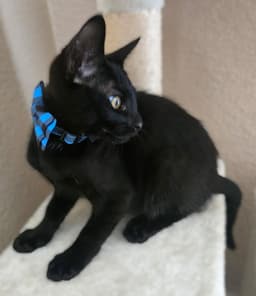 Bagheera image 3