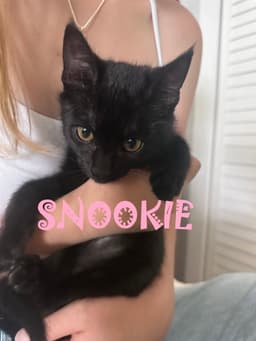 Snookie image 1