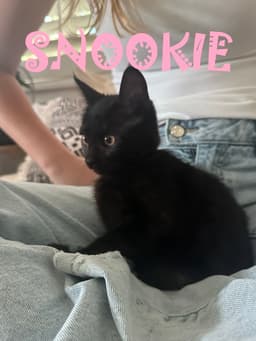 Snookie image 2