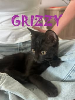 Grizzie image 1