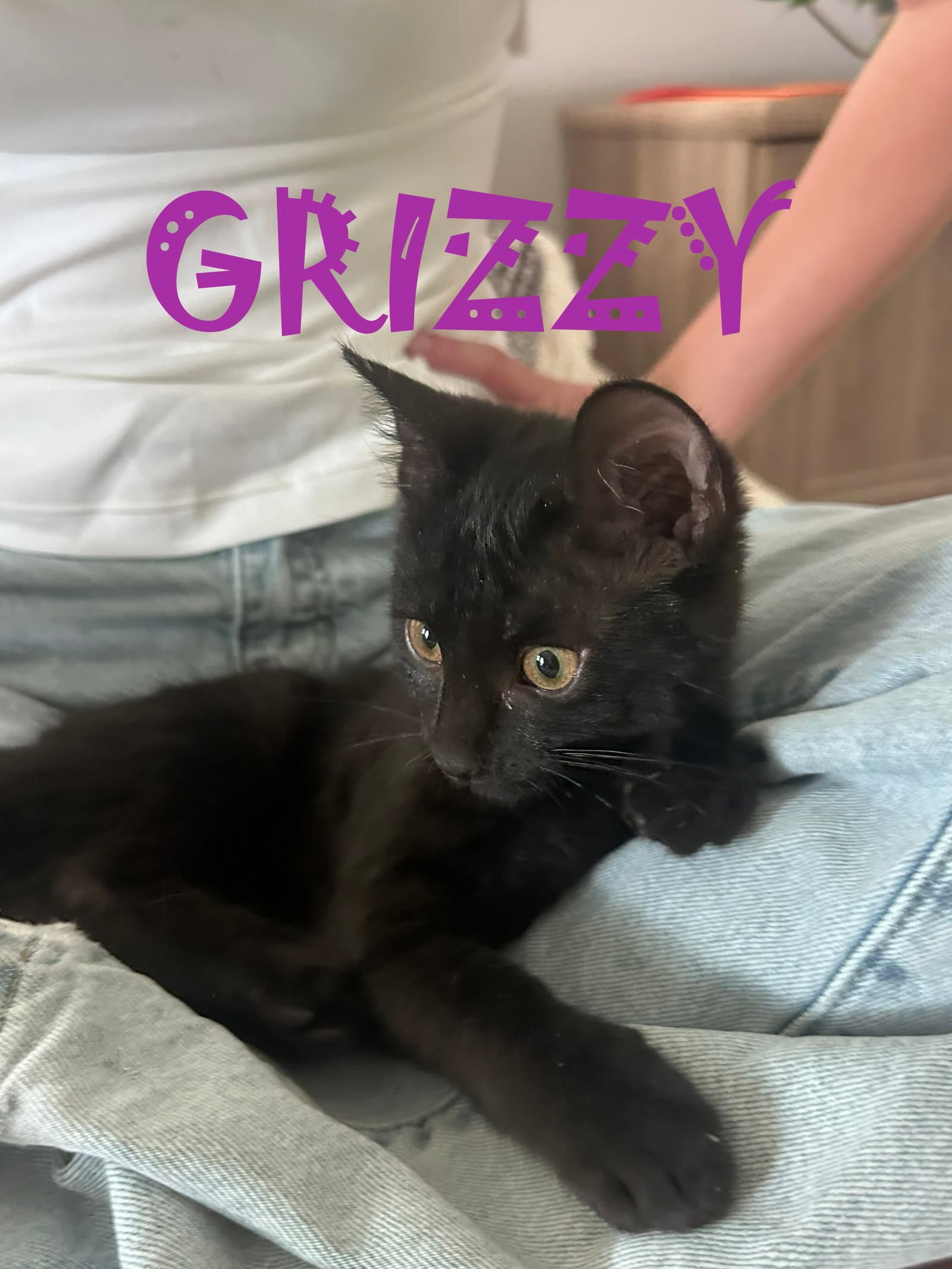 Grizzie - American Shorthair