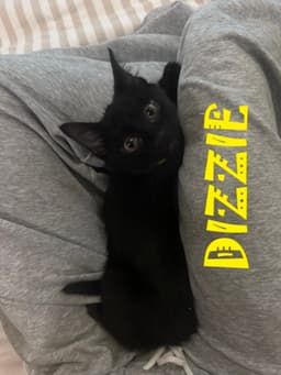 Dizzie image 1
