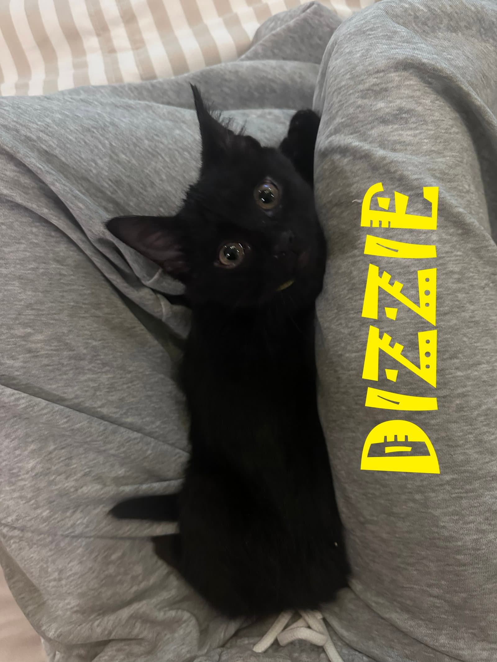 Dizzie - Domestic Medium Hair