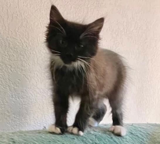 Nico - Domestic Medium Hair