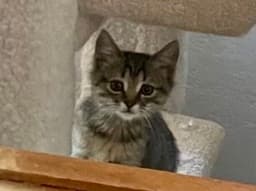 Nina image 1