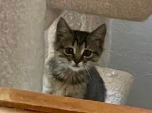 Nina - Domestic Short Hair