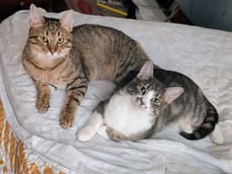 Toasty And Gordy image 1