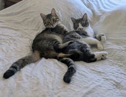 Toasty And Gordy image 4
