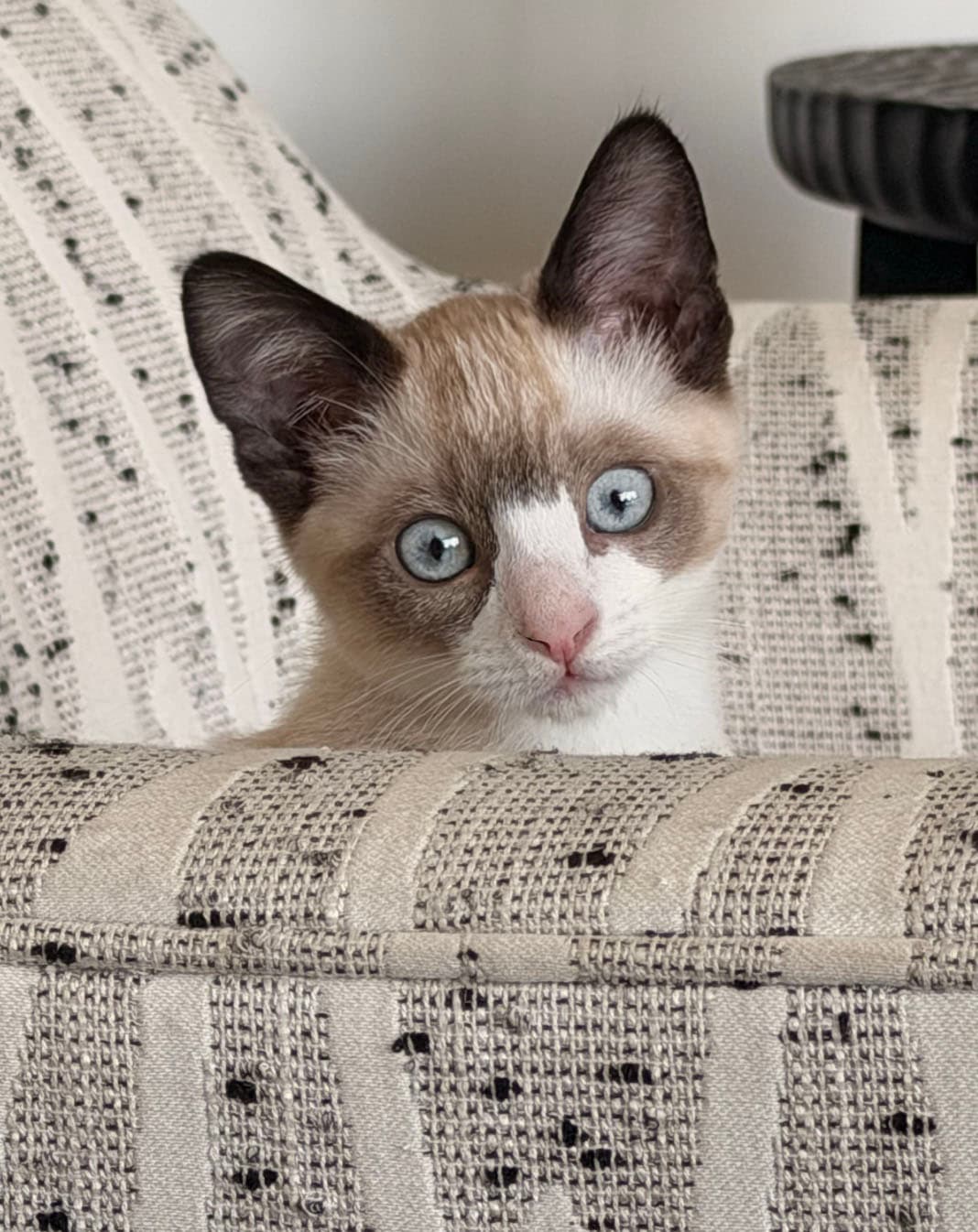 Reggie And Steve - Siamese