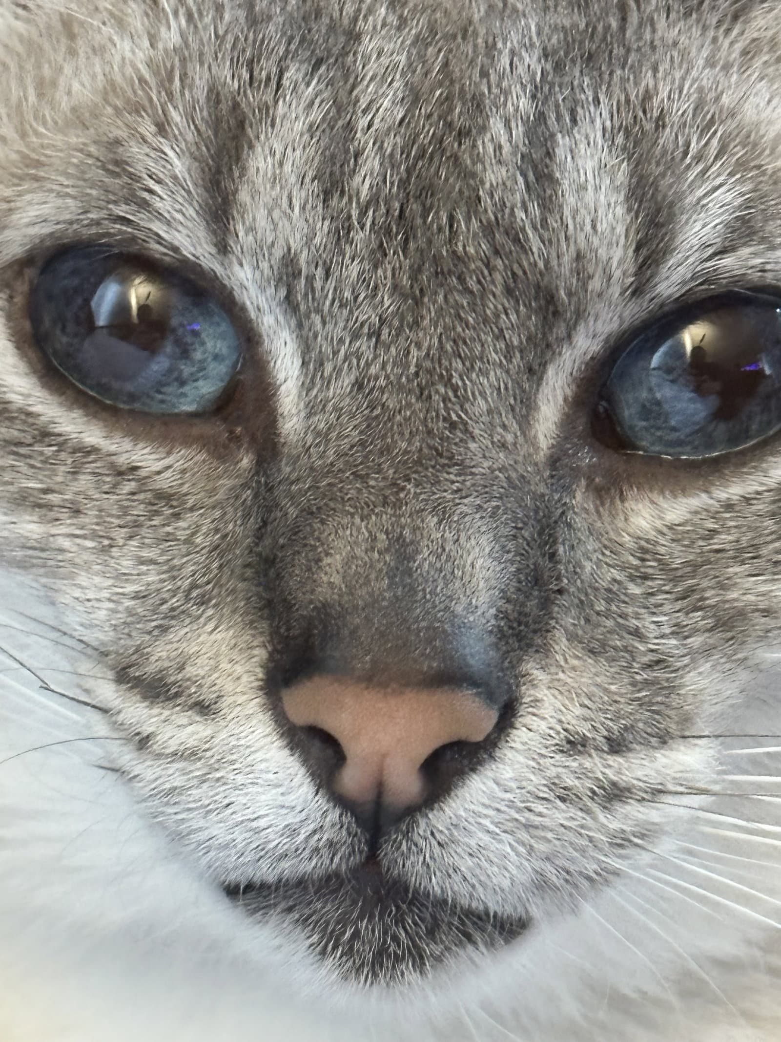 Tvli Ta-Lee - Siamese