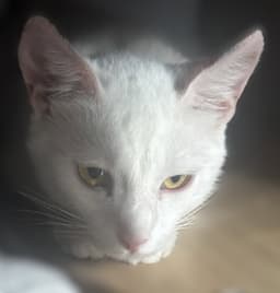 Duchess image 2