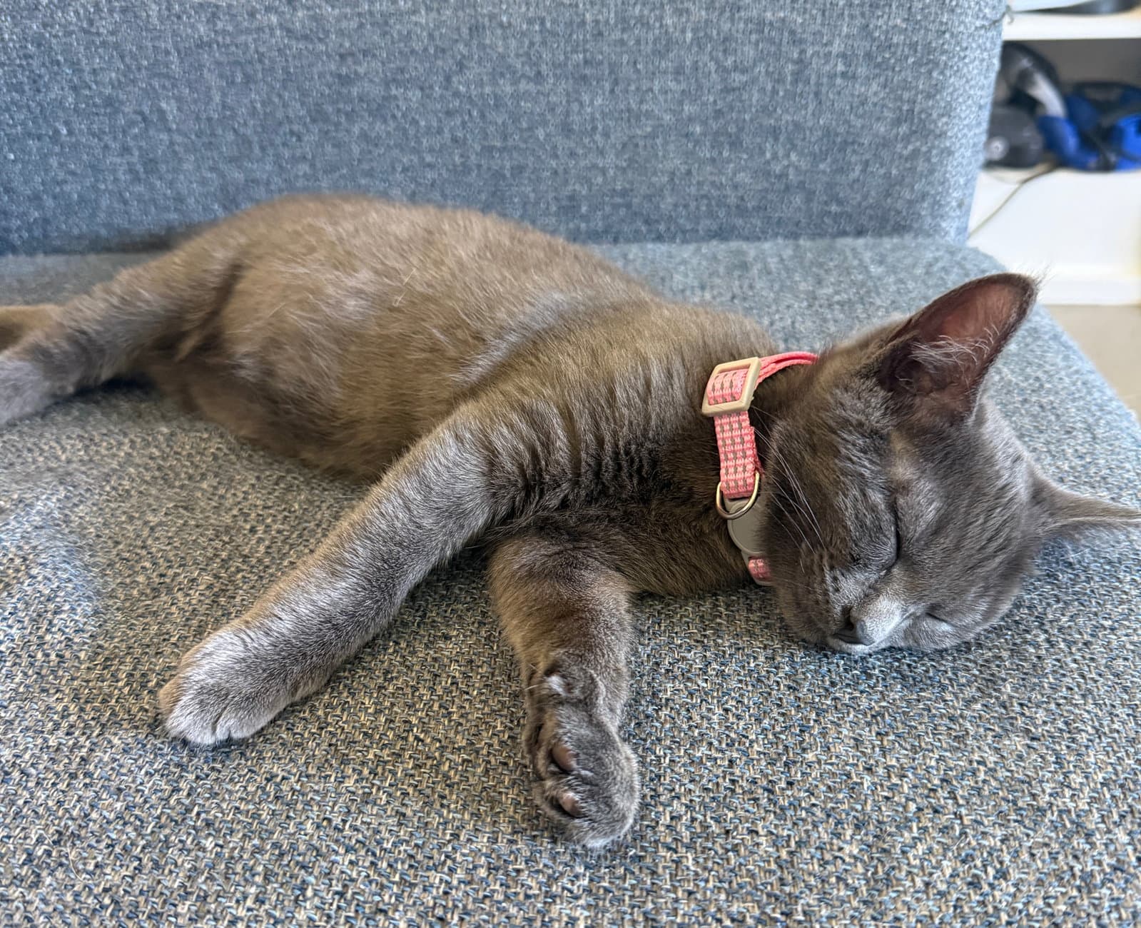 Lala - Russian Blue