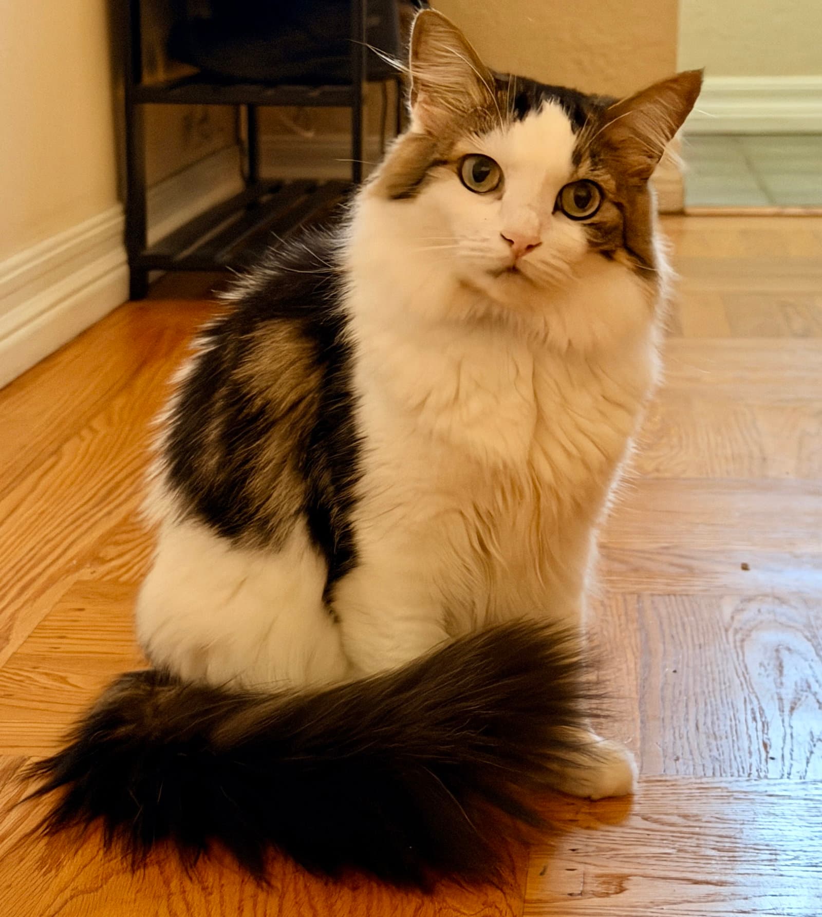 Louise - Domestic Long Hair