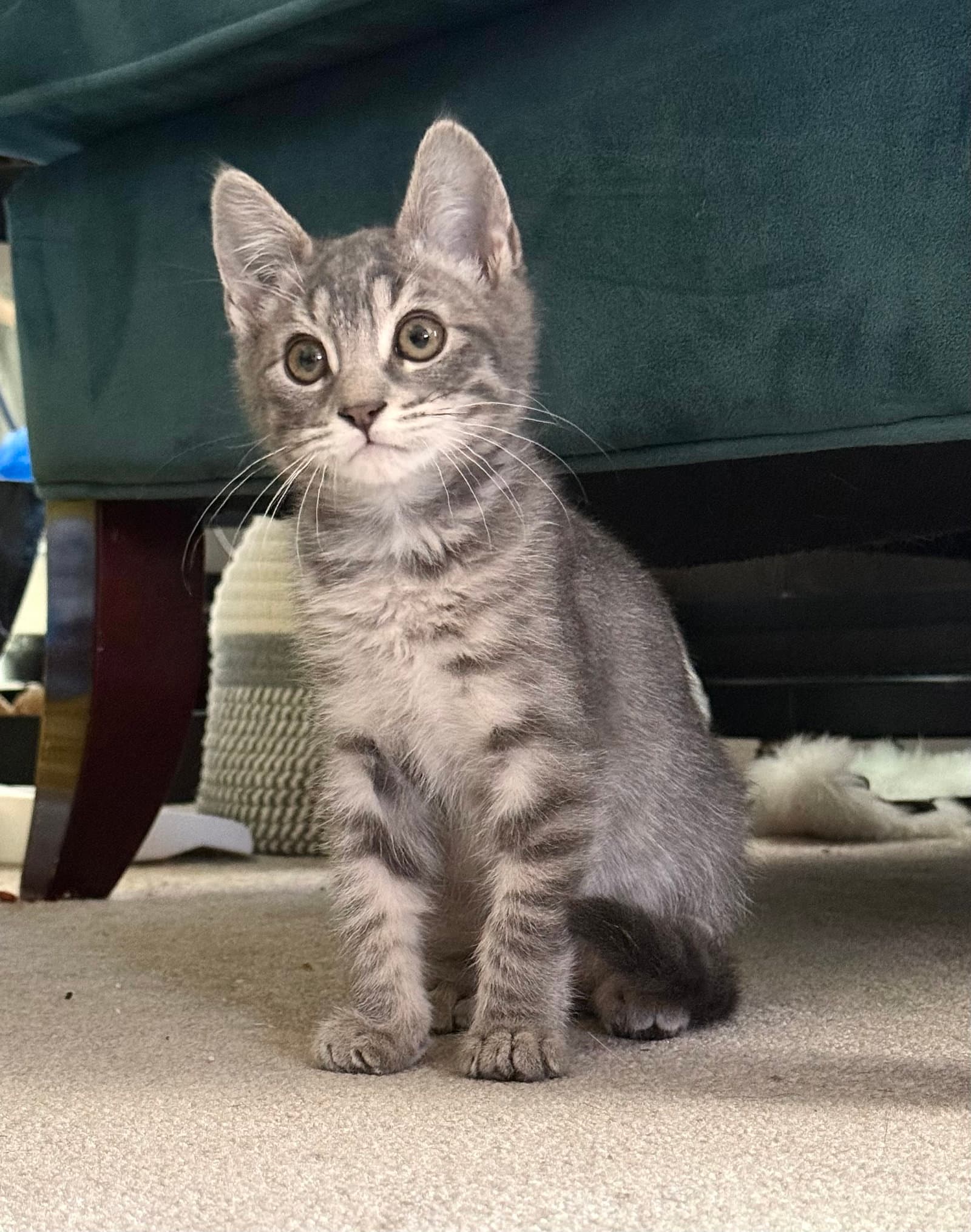 Bobby - Domestic Medium Hair