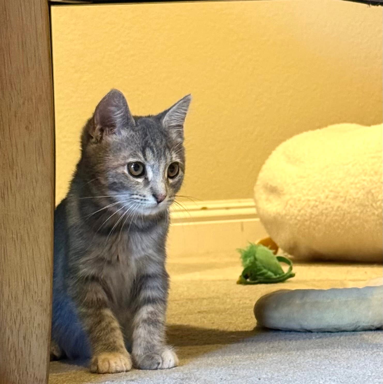 Audrey - Domestic Medium Hair