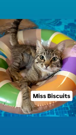 Miss Biscuits At Martinez Pet Food Express July image 1