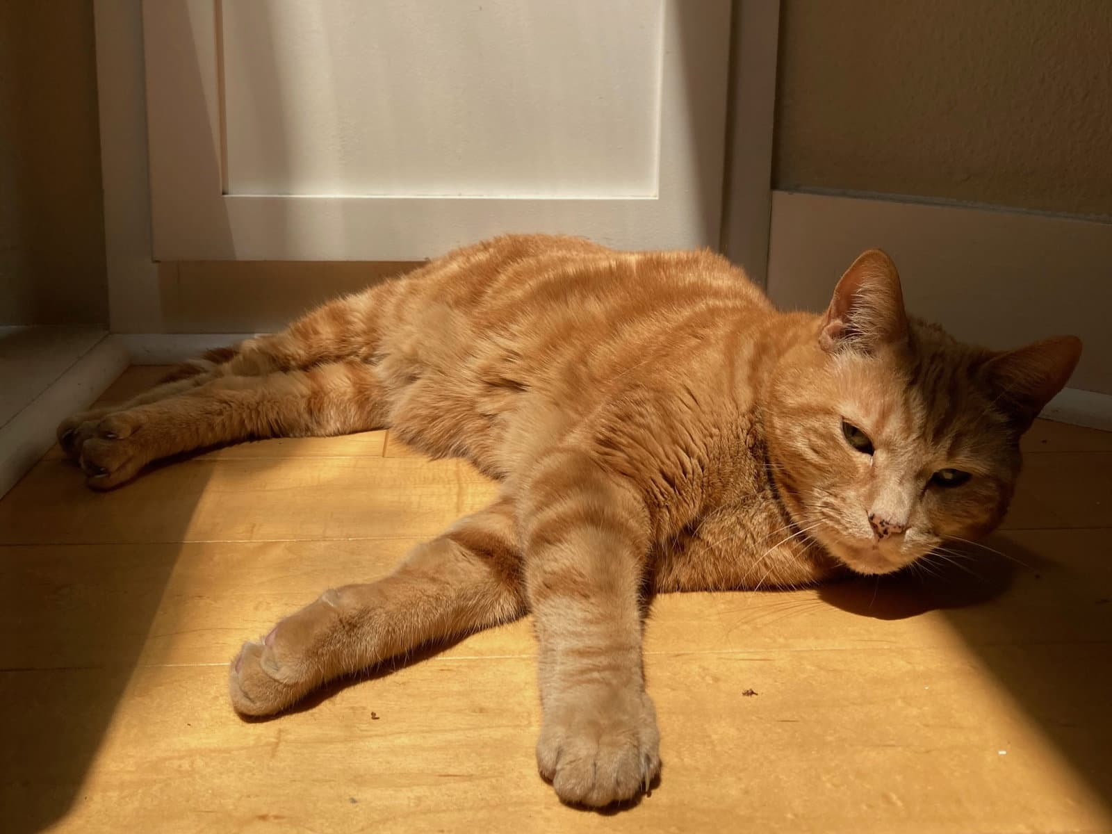 Marbles  Ashes - Tabby