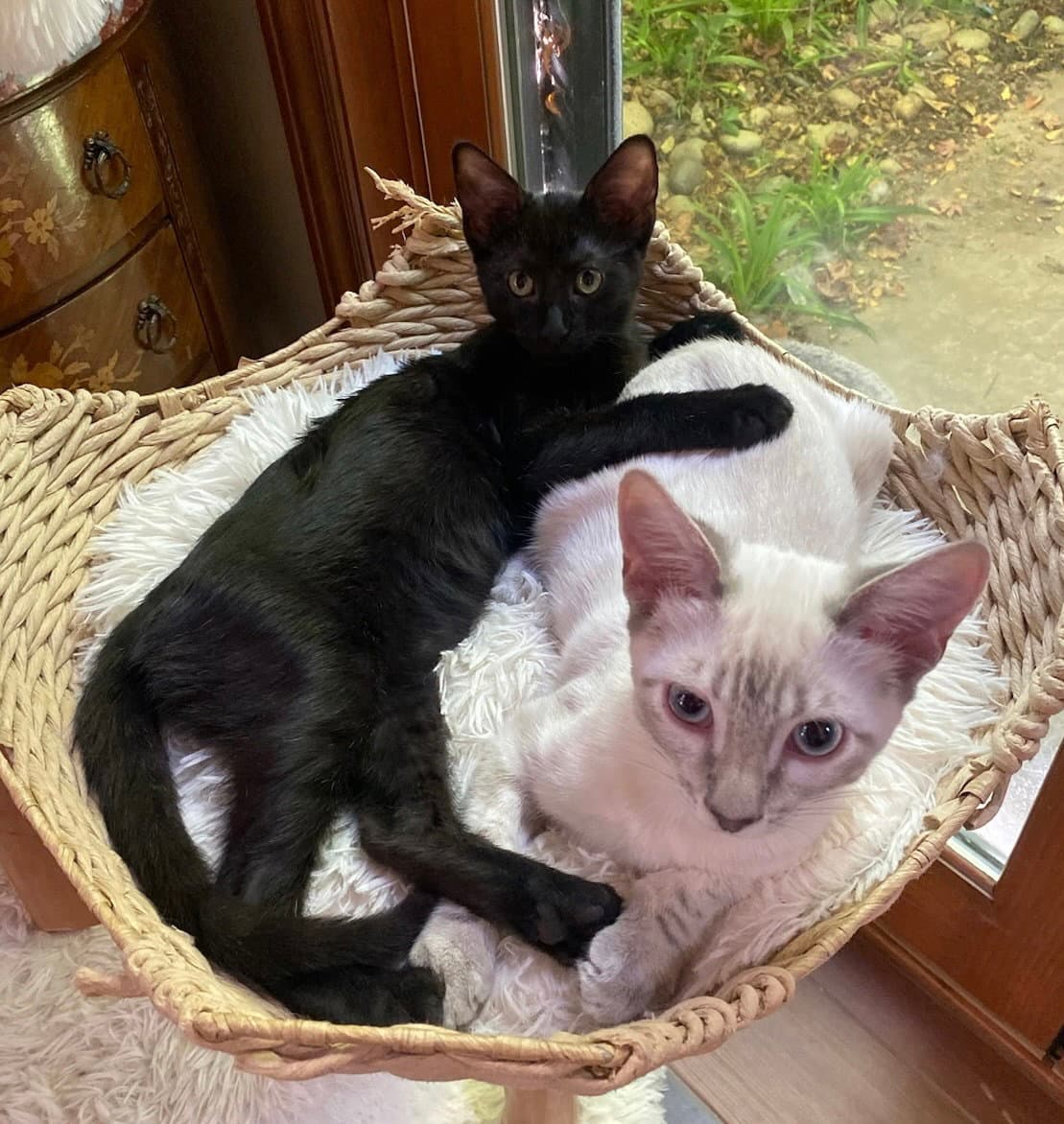 Frost And Velvet - Siamese