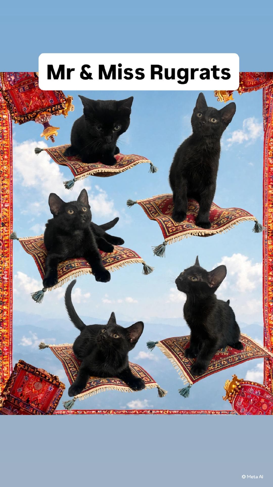 Mr And Miss Rugrats At Martinez Pfe July Th - Domestic Short Hair