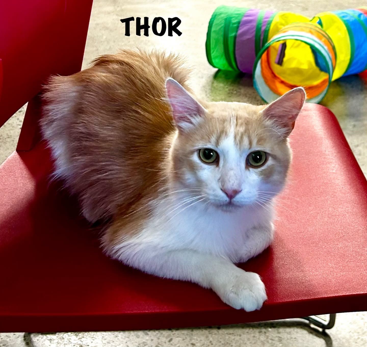 Thor - Domestic Medium Hair