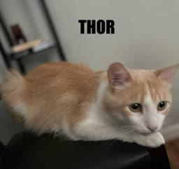 Thor image 2