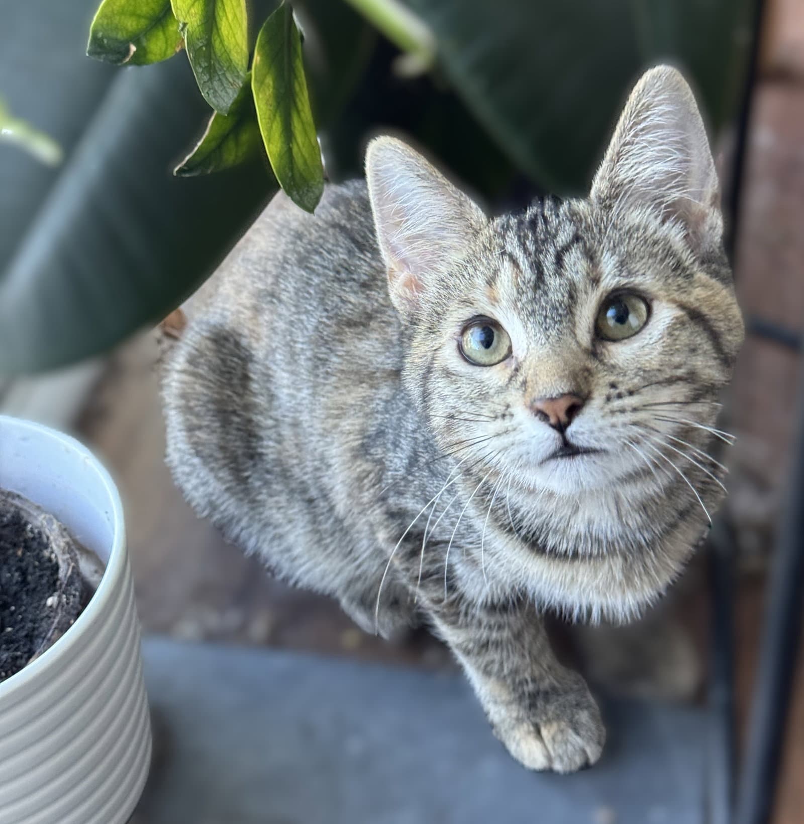 Blt  Tt - Calico