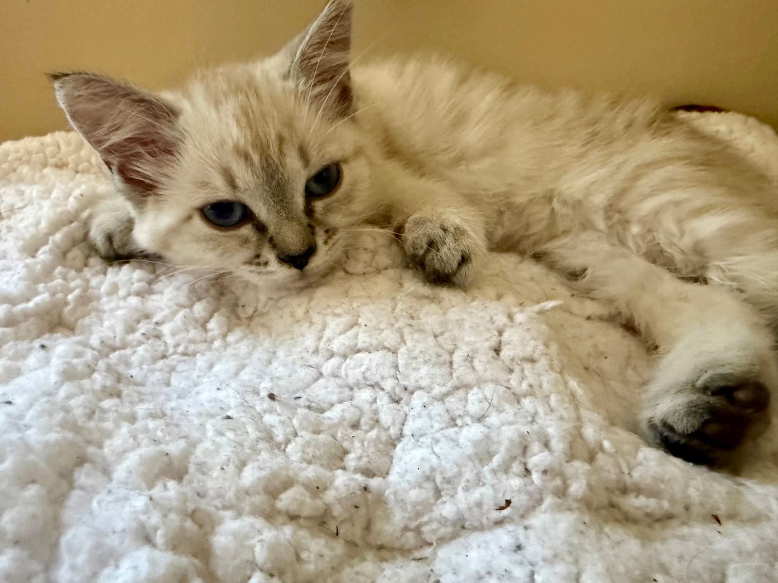 Sandy - Siamese
