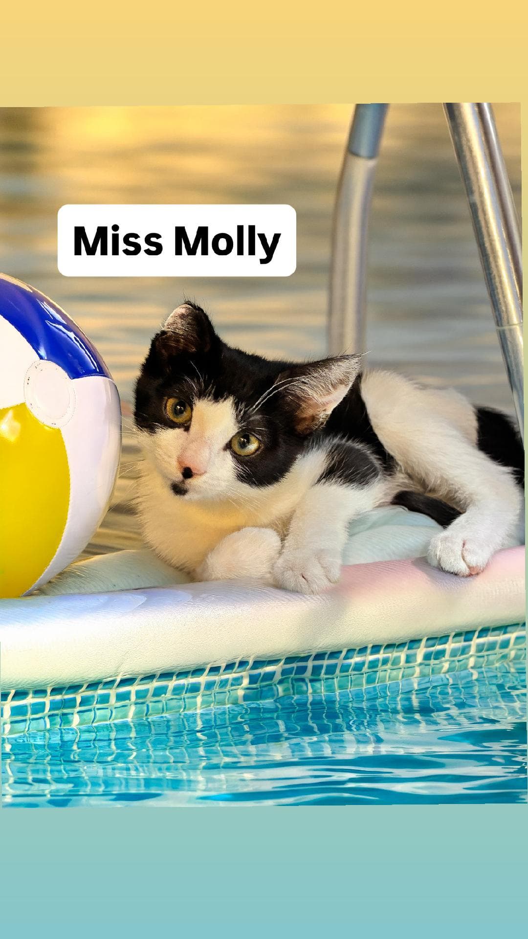 Miss Molly At Martinez Pet Food Express August St - Domestic Short Hair