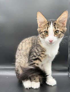 Pickles - Tabby