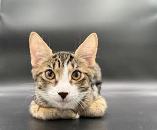 Brownie - Tabby