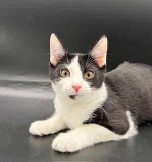 Oreo - Tuxedo