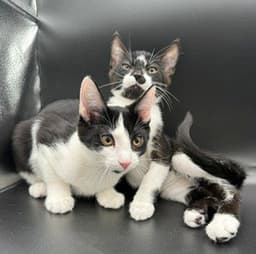 Oreo image 2
