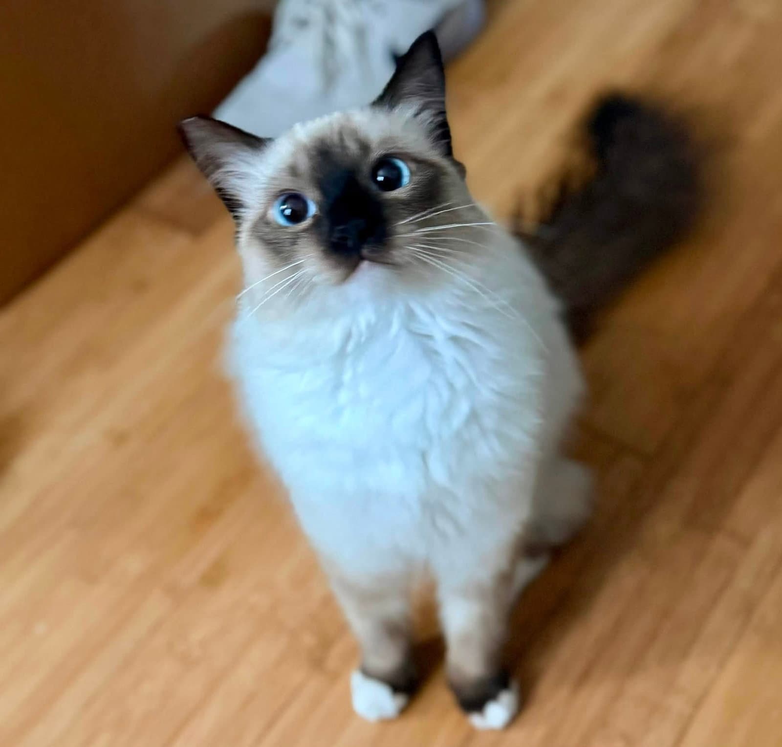Bella - Siamese