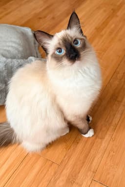 Bella image 3