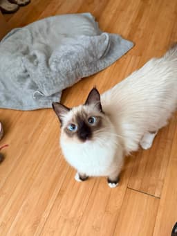 Bella image 4