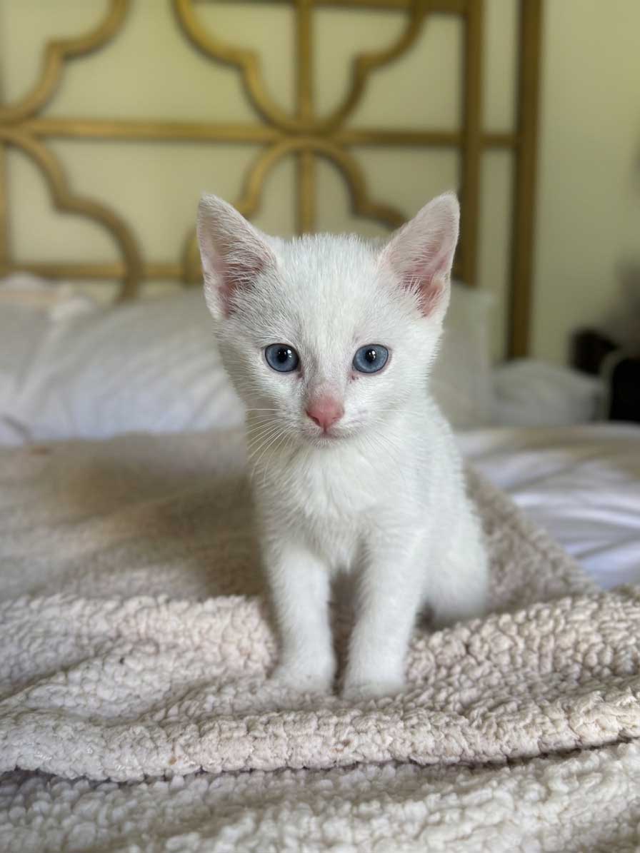 Finn  Olive - Siamese