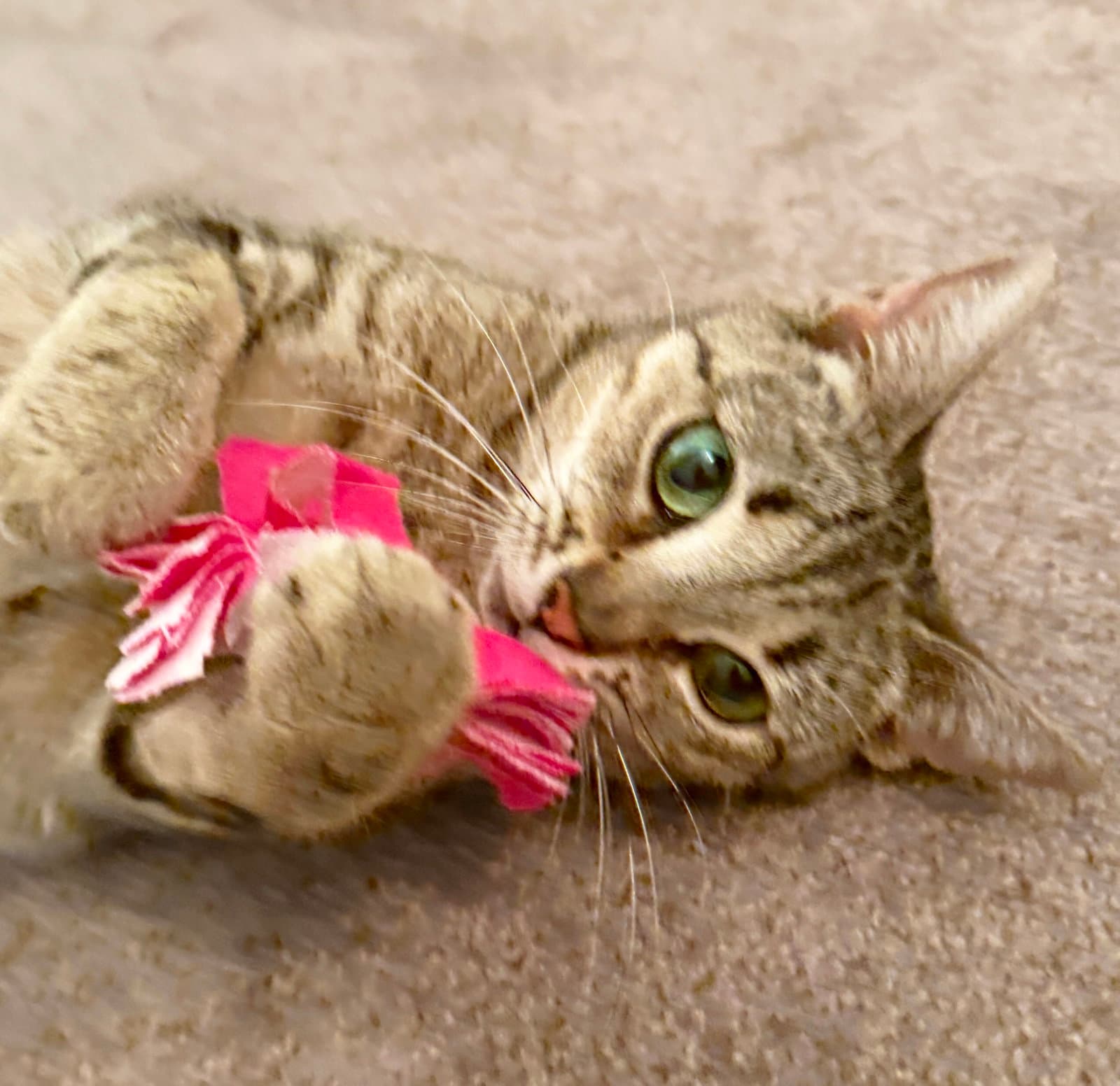 Kiki - Abyssinian