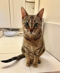 Kiki image 2