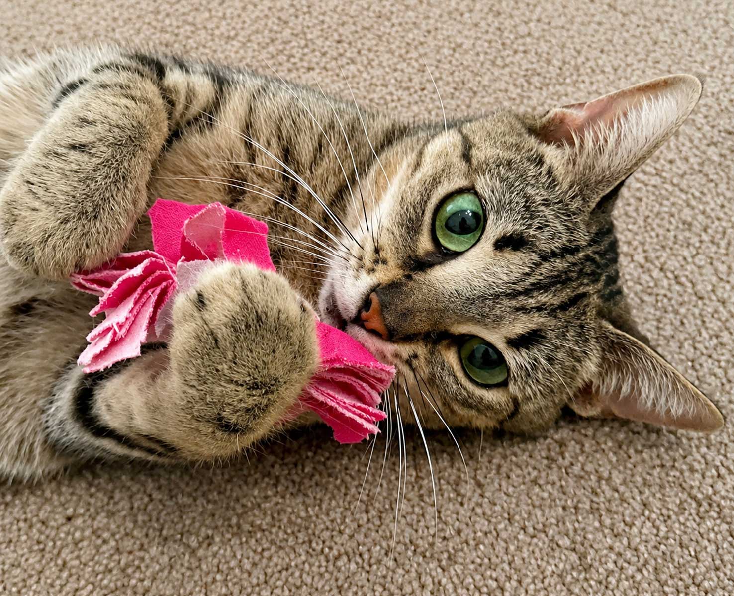 Kiki - Abyssinian