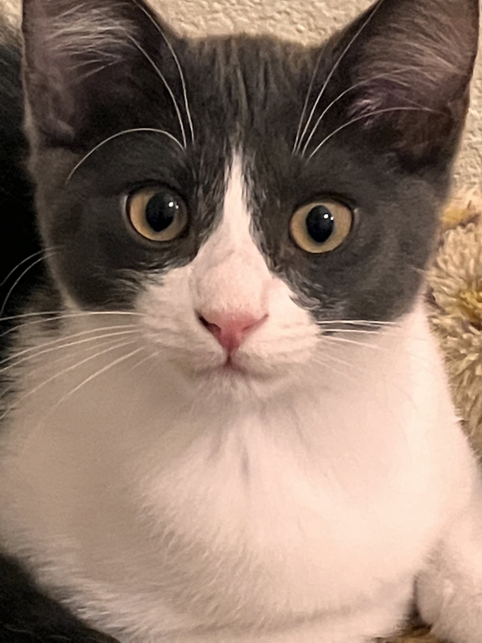 Rolo  Snickers - Tuxedo
