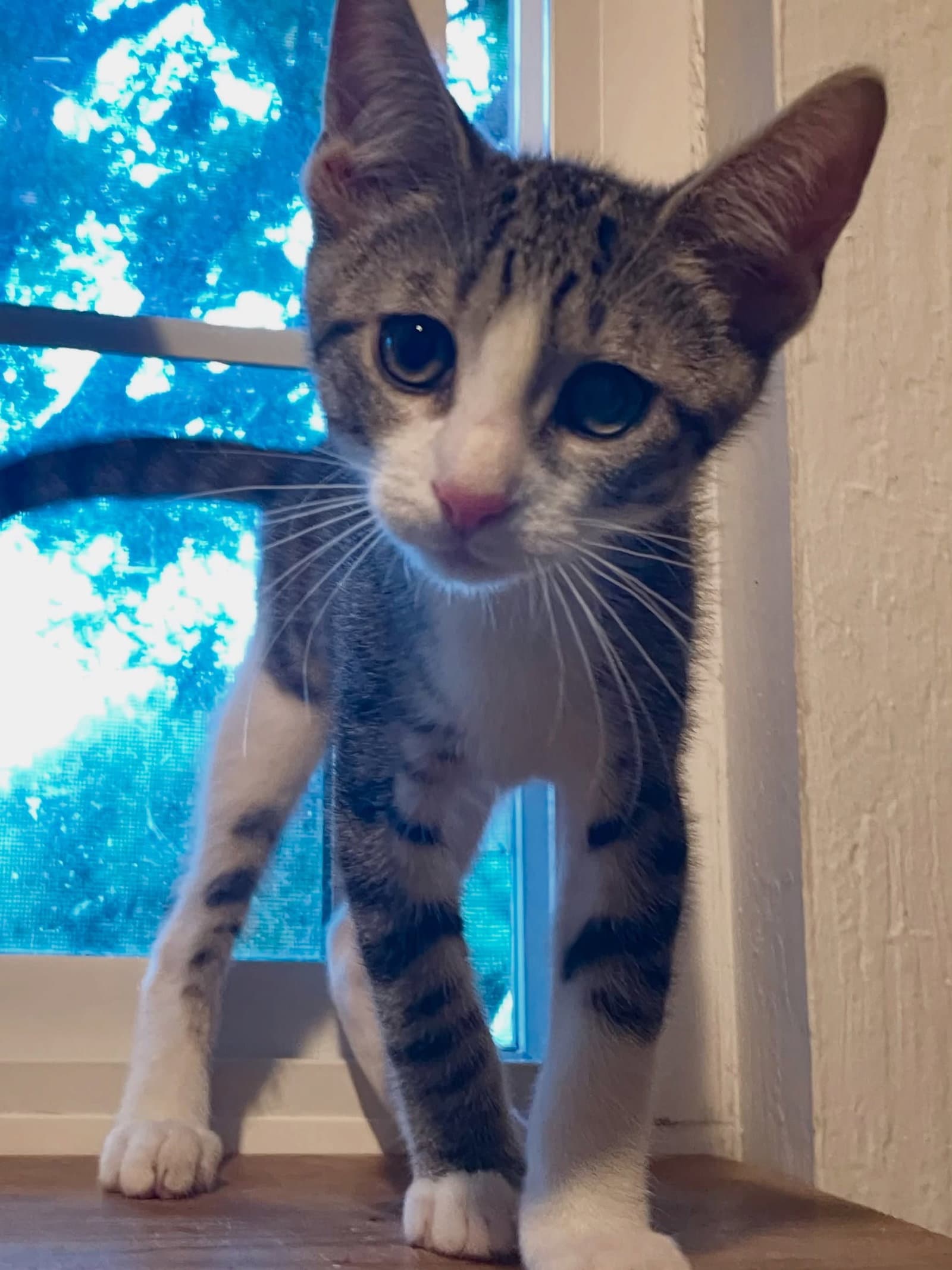 Littlefoot - Tabby