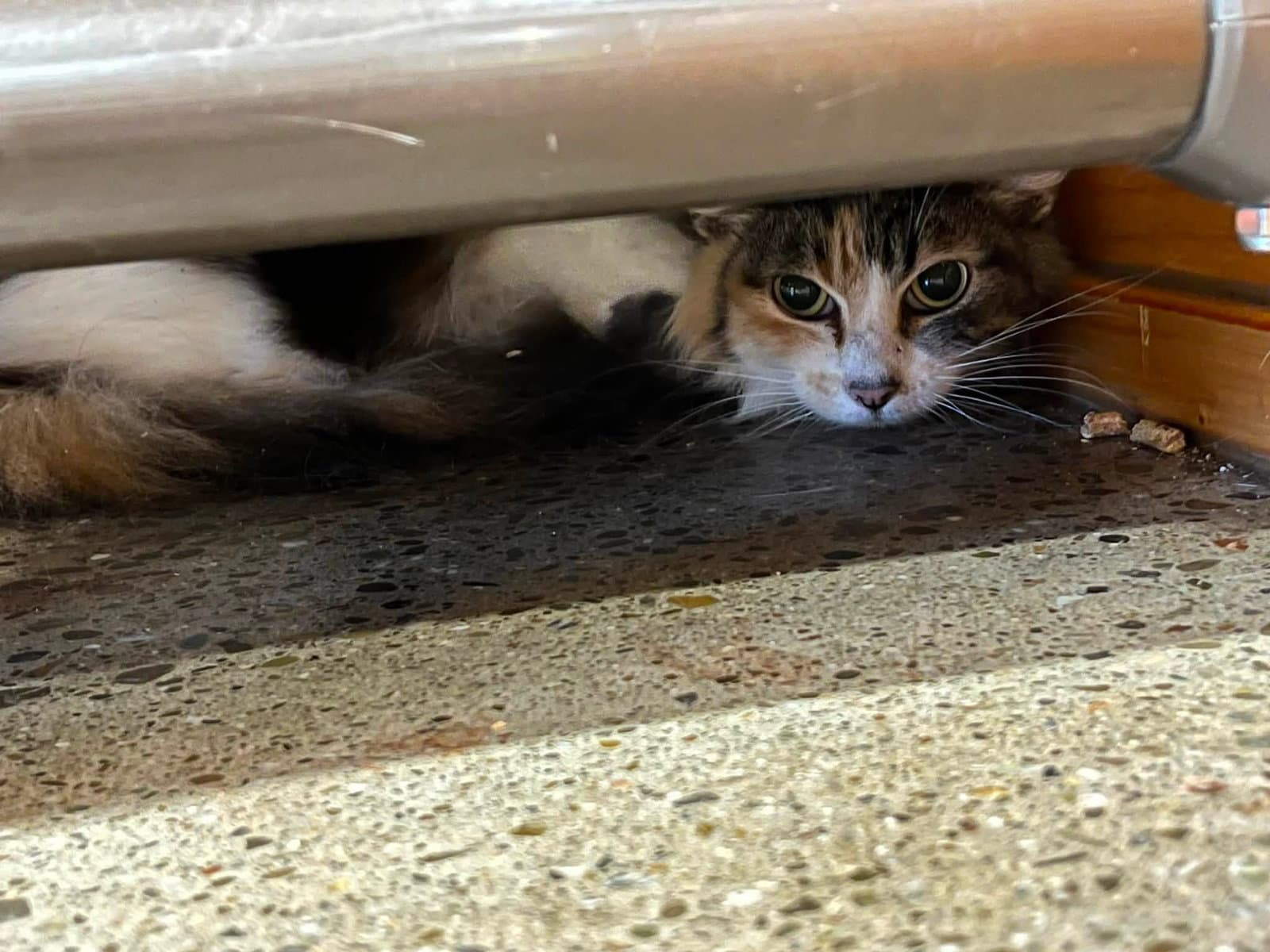 Star - Calico