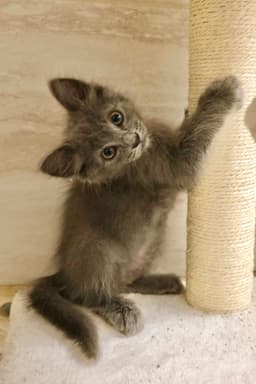 Peet image 1